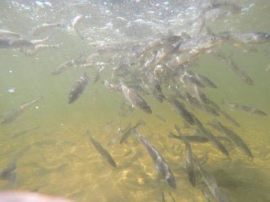 Balık popülasyonlarını ve balıkçılığı desteklemek için genç pikeperch 'i (Sander lucioperca) doğal sulara salma süreci. Bu uygulama stokların artmasına, biyolojik çeşitliliğin artmasına ve ekosistin sürdürülmesine yardımcı olur.