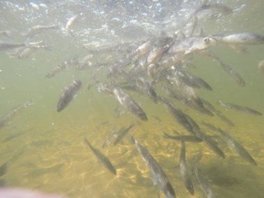 Balık popülasyonlarını ve balıkçılığı desteklemek için genç pikeperch 'i (Sander lucioperca) doğal sulara salma süreci. Bu uygulama stokların artmasına, biyolojik çeşitliliğin artmasına ve ekosistin sürdürülmesine yardımcı olur.