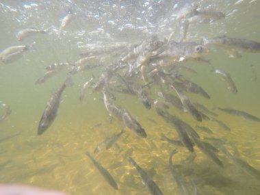 Balık popülasyonlarını ve balıkçılığı desteklemek için genç pikeperch 'i (Sander lucioperca) doğal sulara salma süreci. Bu uygulama stokların artmasına, biyolojik çeşitliliğin artmasına ve ekosistin sürdürülmesine yardımcı olur.