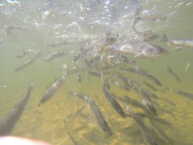 Balık popülasyonlarını ve balıkçılığı desteklemek için genç pikeperch 'i (Sander lucioperca) doğal sulara salma süreci. Bu uygulama stokların artmasına, biyolojik çeşitliliğin artmasına ve ekosistin sürdürülmesine yardımcı olur.