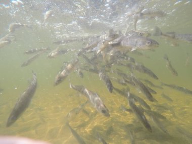 Balık popülasyonlarını ve balıkçılığı desteklemek için genç pikeperch 'i (Sander lucioperca) doğal sulara salma süreci. Bu uygulama stokların artmasına, biyolojik çeşitliliğin artmasına ve ekosistin sürdürülmesine yardımcı olur.