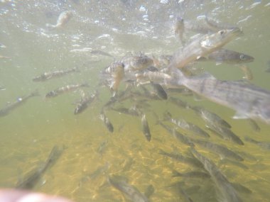 Balık popülasyonlarını ve balıkçılığı desteklemek için genç pikeperch 'i (Sander lucioperca) doğal sulara salma süreci. Bu uygulama stokların artmasına, biyolojik çeşitliliğin artmasına ve ekosistin sürdürülmesine yardımcı olur.