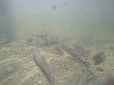 Balık popülasyonlarını ve balıkçılığı desteklemek için genç pikeperch 'i (Sander lucioperca) doğal sulara salma süreci. Bu uygulama stokların artmasına, biyolojik çeşitliliğin artmasına ve ekosistin sürdürülmesine yardımcı olur.