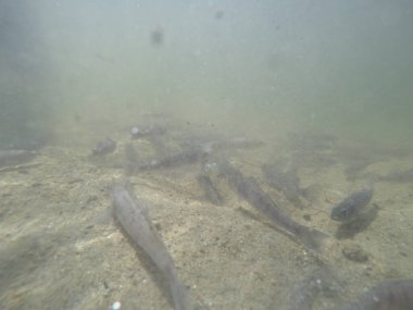 Balık popülasyonlarını ve balıkçılığı desteklemek için genç pikeperch 'i (Sander lucioperca) doğal sulara salma süreci. Bu uygulama stokların artmasına, biyolojik çeşitliliğin artmasına ve ekosistin sürdürülmesine yardımcı olur.