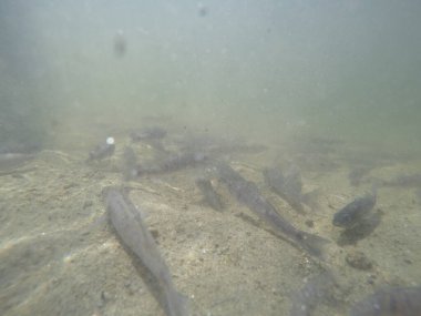 Balık popülasyonlarını ve balıkçılığı desteklemek için genç pikeperch 'i (Sander lucioperca) doğal sulara salma süreci. Bu uygulama stokların artmasına, biyolojik çeşitliliğin artmasına ve ekosistin sürdürülmesine yardımcı olur.