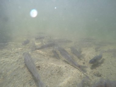 Balık popülasyonlarını ve balıkçılığı desteklemek için genç pikeperch 'i (Sander lucioperca) doğal sulara salma süreci. Bu uygulama stokların artmasına, biyolojik çeşitliliğin artmasına ve ekosistin sürdürülmesine yardımcı olur.