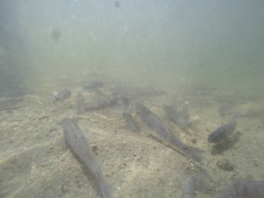 Balık popülasyonlarını ve balıkçılığı desteklemek için genç pikeperch 'i (Sander lucioperca) doğal sulara salma süreci. Bu uygulama stokların artmasına, biyolojik çeşitliliğin artmasına ve ekosistin sürdürülmesine yardımcı olur.