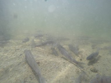 Balık popülasyonlarını ve balıkçılığı desteklemek için genç pikeperch 'i (Sander lucioperca) doğal sulara salma süreci. Bu uygulama stokların artmasına, biyolojik çeşitliliğin artmasına ve ekosistin sürdürülmesine yardımcı olur.