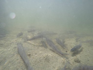 Balık popülasyonlarını ve balıkçılığı desteklemek için genç pikeperch 'i (Sander lucioperca) doğal sulara salma süreci. Bu uygulama stokların artmasına, biyolojik çeşitliliğin artmasına ve ekosistin sürdürülmesine yardımcı olur.