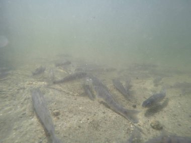 Balık popülasyonlarını ve balıkçılığı desteklemek için genç pikeperch 'i (Sander lucioperca) doğal sulara salma süreci. Bu uygulama stokların artmasına, biyolojik çeşitliliğin artmasına ve ekosistin sürdürülmesine yardımcı olur.