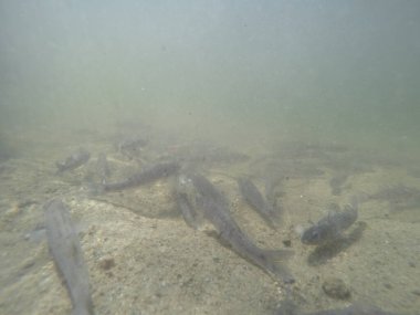 Balık popülasyonlarını ve balıkçılığı desteklemek için genç pikeperch 'i (Sander lucioperca) doğal sulara salma süreci. Bu uygulama stokların artmasına, biyolojik çeşitliliğin artmasına ve ekosistin sürdürülmesine yardımcı olur.