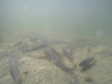 Balık popülasyonlarını ve balıkçılığı desteklemek için genç pikeperch 'i (Sander lucioperca) doğal sulara salma süreci. Bu uygulama stokların artmasına, biyolojik çeşitliliğin artmasına ve ekosistin sürdürülmesine yardımcı olur.