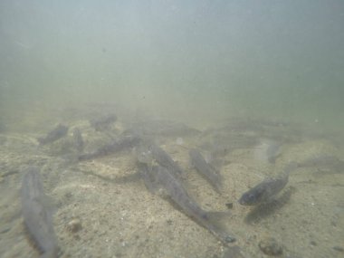Balık popülasyonlarını ve balıkçılığı desteklemek için genç pikeperch 'i (Sander lucioperca) doğal sulara salma süreci. Bu uygulama stokların artmasına, biyolojik çeşitliliğin artmasına ve ekosistin sürdürülmesine yardımcı olur.
