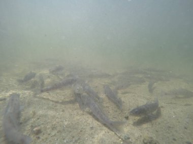Balık popülasyonlarını ve balıkçılığı desteklemek için genç pikeperch 'i (Sander lucioperca) doğal sulara salma süreci. Bu uygulama stokların artmasına, biyolojik çeşitliliğin artmasına ve ekosistin sürdürülmesine yardımcı olur.
