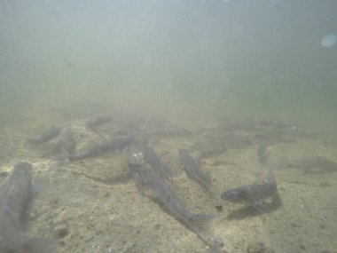 Balık popülasyonlarını ve balıkçılığı desteklemek için genç pikeperch 'i (Sander lucioperca) doğal sulara salma süreci. Bu uygulama stokların artmasına, biyolojik çeşitliliğin artmasına ve ekosistin sürdürülmesine yardımcı olur.