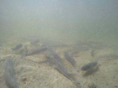 Balık popülasyonlarını ve balıkçılığı desteklemek için genç pikeperch 'i (Sander lucioperca) doğal sulara salma süreci. Bu uygulama stokların artmasına, biyolojik çeşitliliğin artmasına ve ekosistin sürdürülmesine yardımcı olur.