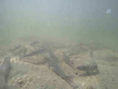 Balık popülasyonlarını ve balıkçılığı desteklemek için genç pikeperch 'i (Sander lucioperca) doğal sulara salma süreci. Bu uygulama stokların artmasına, biyolojik çeşitliliğin artmasına ve ekosistin sürdürülmesine yardımcı olur.