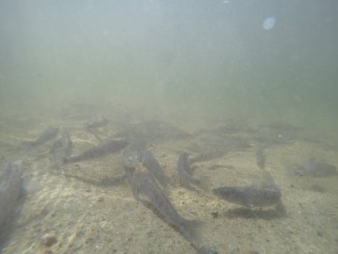 Balık popülasyonlarını ve balıkçılığı desteklemek için genç pikeperch 'i (Sander lucioperca) doğal sulara salma süreci. Bu uygulama stokların artmasına, biyolojik çeşitliliğin artmasına ve ekosistin sürdürülmesine yardımcı olur.