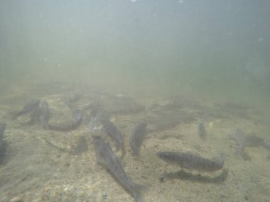 Balık popülasyonlarını ve balıkçılığı desteklemek için genç pikeperch 'i (Sander lucioperca) doğal sulara salma süreci. Bu uygulama stokların artmasına, biyolojik çeşitliliğin artmasına ve ekosistin sürdürülmesine yardımcı olur.