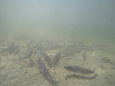 Balık popülasyonlarını ve balıkçılığı desteklemek için genç pikeperch 'i (Sander lucioperca) doğal sulara salma süreci. Bu uygulama stokların artmasına, biyolojik çeşitliliğin artmasına ve ekosistin sürdürülmesine yardımcı olur.
