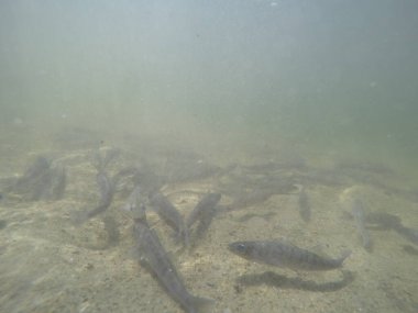 Balık popülasyonlarını ve balıkçılığı desteklemek için genç pikeperch 'i (Sander lucioperca) doğal sulara salma süreci. Bu uygulama stokların artmasına, biyolojik çeşitliliğin artmasına ve ekosistin sürdürülmesine yardımcı olur.