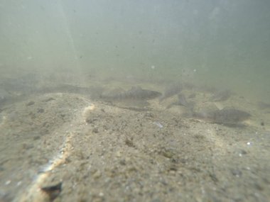 Balık popülasyonlarını ve balıkçılığı desteklemek için genç pikeperch 'i (Sander lucioperca) doğal sulara salma süreci. Bu uygulama stokların artmasına, biyolojik çeşitliliğin artmasına ve ekosistin sürdürülmesine yardımcı olur.