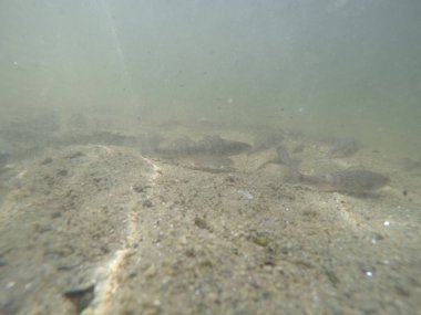Balık popülasyonlarını ve balıkçılığı desteklemek için genç pikeperch 'i (Sander lucioperca) doğal sulara salma süreci. Bu uygulama stokların artmasına, biyolojik çeşitliliğin artmasına ve ekosistin sürdürülmesine yardımcı olur.