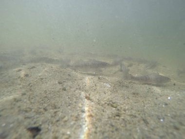 Balık popülasyonlarını ve balıkçılığı desteklemek için genç pikeperch 'i (Sander lucioperca) doğal sulara salma süreci. Bu uygulama stokların artmasına, biyolojik çeşitliliğin artmasına ve ekosistin sürdürülmesine yardımcı olur.