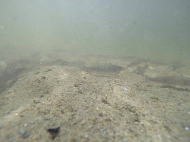 Balık popülasyonlarını ve balıkçılığı desteklemek için genç pikeperch 'i (Sander lucioperca) doğal sulara salma süreci. Bu uygulama stokların artmasına, biyolojik çeşitliliğin artmasına ve ekosistin sürdürülmesine yardımcı olur.