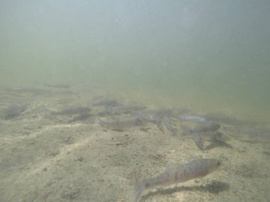 Balık popülasyonlarını ve balıkçılığı desteklemek için genç pikeperch 'i (Sander lucioperca) doğal sulara salma süreci. Bu uygulama stokların artmasına, biyolojik çeşitliliğin artmasına ve ekosistin sürdürülmesine yardımcı olur.