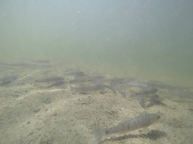 Balık popülasyonlarını ve balıkçılığı desteklemek için genç pikeperch 'i (Sander lucioperca) doğal sulara salma süreci. Bu uygulama stokların artmasına, biyolojik çeşitliliğin artmasına ve ekosistin sürdürülmesine yardımcı olur.
