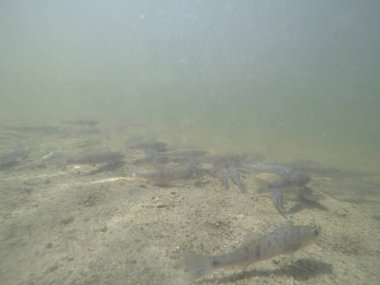 Balık popülasyonlarını ve balıkçılığı desteklemek için genç pikeperch 'i (Sander lucioperca) doğal sulara salma süreci. Bu uygulama stokların artmasına, biyolojik çeşitliliğin artmasına ve ekosistin sürdürülmesine yardımcı olur.