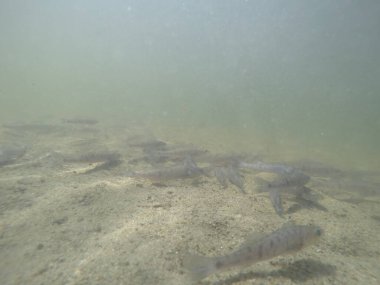 Balık popülasyonlarını ve balıkçılığı desteklemek için genç pikeperch 'i (Sander lucioperca) doğal sulara salma süreci. Bu uygulama stokların artmasına, biyolojik çeşitliliğin artmasına ve ekosistin sürdürülmesine yardımcı olur.