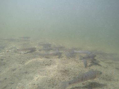 Balık popülasyonlarını ve balıkçılığı desteklemek için genç pikeperch 'i (Sander lucioperca) doğal sulara salma süreci. Bu uygulama stokların artmasına, biyolojik çeşitliliğin artmasına ve ekosistin sürdürülmesine yardımcı olur.