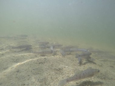 Balık popülasyonlarını ve balıkçılığı desteklemek için genç pikeperch 'i (Sander lucioperca) doğal sulara salma süreci. Bu uygulama stokların artmasına, biyolojik çeşitliliğin artmasına ve ekosistin sürdürülmesine yardımcı olur.
