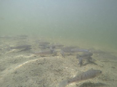 Balık popülasyonlarını ve balıkçılığı desteklemek için genç pikeperch 'i (Sander lucioperca) doğal sulara salma süreci. Bu uygulama stokların artmasına, biyolojik çeşitliliğin artmasına ve ekosistin sürdürülmesine yardımcı olur.