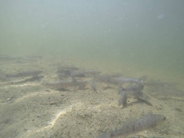 Balık popülasyonlarını ve balıkçılığı desteklemek için genç pikeperch 'i (Sander lucioperca) doğal sulara salma süreci. Bu uygulama stokların artmasına, biyolojik çeşitliliğin artmasına ve ekosistin sürdürülmesine yardımcı olur.