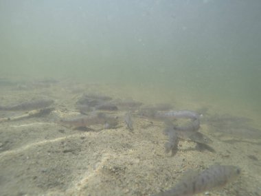 Balık popülasyonlarını ve balıkçılığı desteklemek için genç pikeperch 'i (Sander lucioperca) doğal sulara salma süreci. Bu uygulama stokların artmasına, biyolojik çeşitliliğin artmasına ve ekosistin sürdürülmesine yardımcı olur.