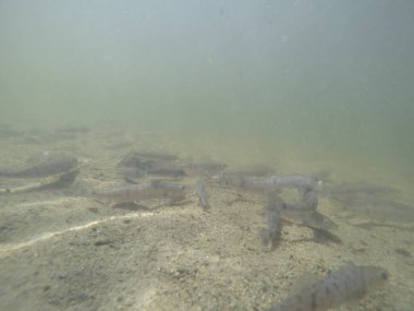 Balık popülasyonlarını ve balıkçılığı desteklemek için genç pikeperch 'i (Sander lucioperca) doğal sulara salma süreci. Bu uygulama stokların artmasına, biyolojik çeşitliliğin artmasına ve ekosistin sürdürülmesine yardımcı olur.