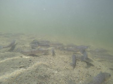 Balık popülasyonlarını ve balıkçılığı desteklemek için genç pikeperch 'i (Sander lucioperca) doğal sulara salma süreci. Bu uygulama stokların artmasına, biyolojik çeşitliliğin artmasına ve ekosistin sürdürülmesine yardımcı olur.
