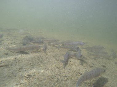 Balık popülasyonlarını ve balıkçılığı desteklemek için genç pikeperch 'i (Sander lucioperca) doğal sulara salma süreci. Bu uygulama stokların artmasına, biyolojik çeşitliliğin artmasına ve ekosistin sürdürülmesine yardımcı olur.