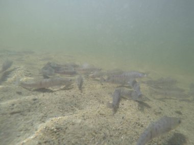 Balık popülasyonlarını ve balıkçılığı desteklemek için genç pikeperch 'i (Sander lucioperca) doğal sulara salma süreci. Bu uygulama stokların artmasına, biyolojik çeşitliliğin artmasına ve ekosistin sürdürülmesine yardımcı olur.