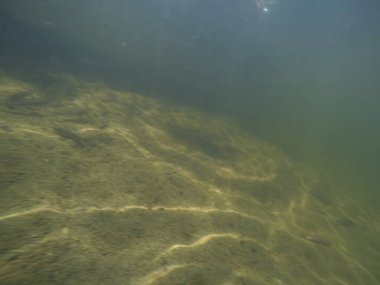 Balık popülasyonlarını ve balıkçılığı desteklemek için genç pikeperch 'i (Sander lucioperca) doğal sulara salma süreci. Bu uygulama stokların artmasına, biyolojik çeşitliliğin artmasına ve ekosistin sürdürülmesine yardımcı olur.