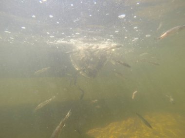 Balık popülasyonlarını ve balıkçılığı desteklemek için genç pikeperch 'i (Sander lucioperca) doğal sulara salma süreci. Bu uygulama stokların artmasına, biyolojik çeşitliliğin artmasına ve ekosistin sürdürülmesine yardımcı olur.