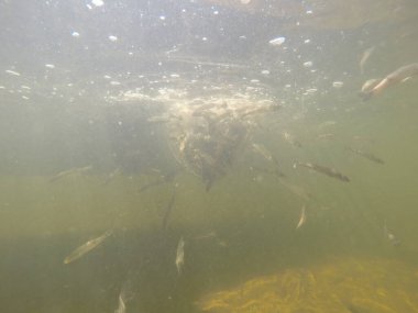Balık popülasyonlarını ve balıkçılığı desteklemek için genç pikeperch 'i (Sander lucioperca) doğal sulara salma süreci. Bu uygulama stokların artmasına, biyolojik çeşitliliğin artmasına ve ekosistin sürdürülmesine yardımcı olur.
