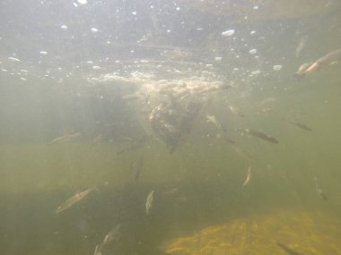 Balık popülasyonlarını ve balıkçılığı desteklemek için genç pikeperch 'i (Sander lucioperca) doğal sulara salma süreci. Bu uygulama stokların artmasına, biyolojik çeşitliliğin artmasına ve ekosistin sürdürülmesine yardımcı olur.