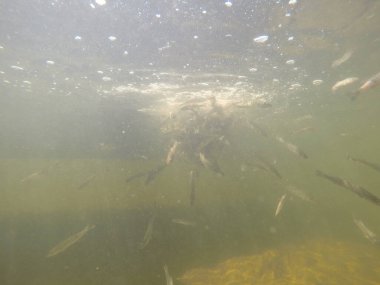 Balık popülasyonlarını ve balıkçılığı desteklemek için genç pikeperch 'i (Sander lucioperca) doğal sulara salma süreci. Bu uygulama stokların artmasına, biyolojik çeşitliliğin artmasına ve ekosistin sürdürülmesine yardımcı olur.