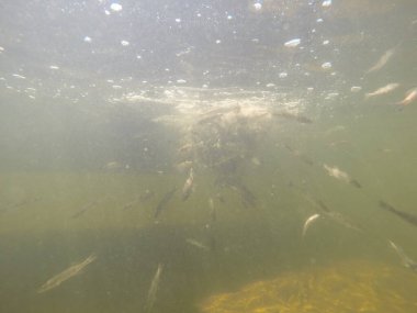 Balık popülasyonlarını ve balıkçılığı desteklemek için genç pikeperch 'i (Sander lucioperca) doğal sulara salma süreci. Bu uygulama stokların artmasına, biyolojik çeşitliliğin artmasına ve ekosistin sürdürülmesine yardımcı olur.