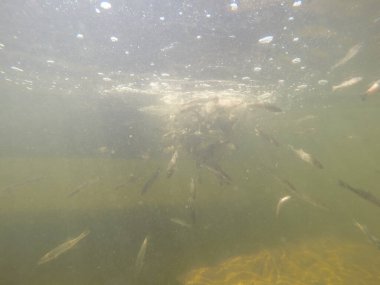 Balık popülasyonlarını ve balıkçılığı desteklemek için genç pikeperch 'i (Sander lucioperca) doğal sulara salma süreci. Bu uygulama stokların artmasına, biyolojik çeşitliliğin artmasına ve ekosistin sürdürülmesine yardımcı olur.