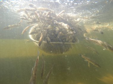Balık popülasyonlarını ve balıkçılığı desteklemek için genç pikeperch 'i (Sander lucioperca) doğal sulara salma süreci. Bu uygulama stokların artmasına, biyolojik çeşitliliğin artmasına ve ekosistin sürdürülmesine yardımcı olur.